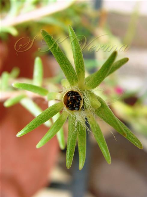  Dehisced fruit